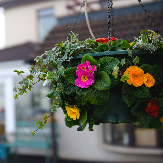 Flower Basket Hanging